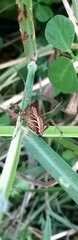 Oxyopes javanus