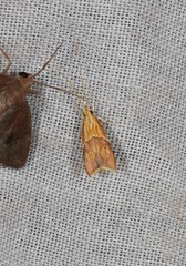 Crocanthes zonodesma