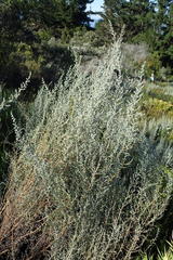 Eriocephalus racemosus racemosus