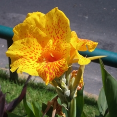 Canna × generalis