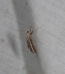 Euclasta maceratalis
