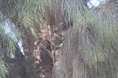 Setophaga fusca