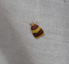 Heterallactis phlogozona