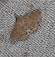 Heterormista modesta