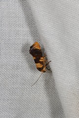 Hypertropha