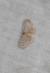 Idaea simplex