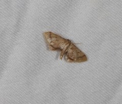 Idaea trypheropa