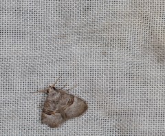 Acatapaustus mesoleuca