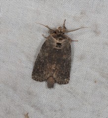 Archigargetta amydra