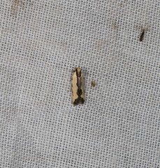 Ardozyga catarrhacta