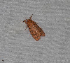 Miltochrista quadrilineata