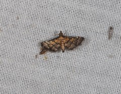 Metasia polytima