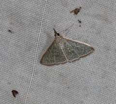 Myrmidonistis hoplora
