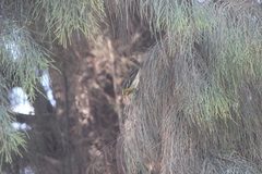 Setophaga fusca