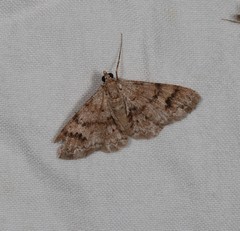 Myrioblephara macariata