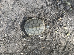 Trachemys hartwegi