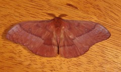 Neodiphthera excavus