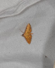 Orphanostigma abruptalis