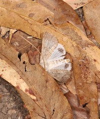 Pandesma submurina