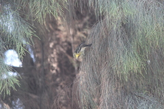 Setophaga fusca