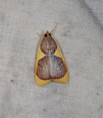 Prooedema inscisalis