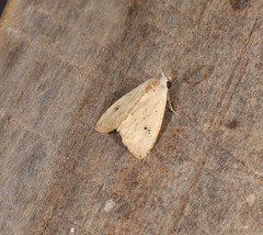 Rivula everta