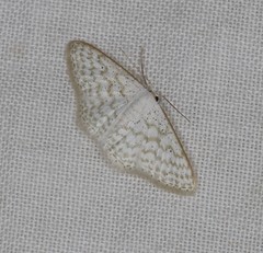 Idaea chloristis