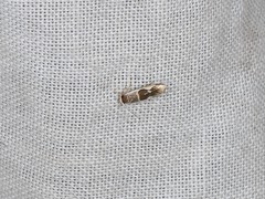 Stathmopoda megathyma