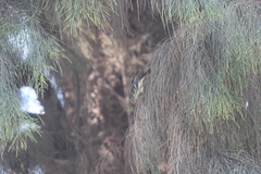Setophaga fusca