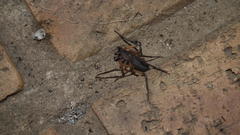 Platyoides walteri