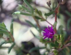 Trichodiadema rogersiae