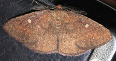 Casbia melanops