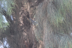 Setophaga fusca