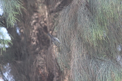 Setophaga fusca