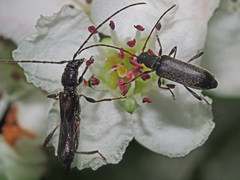 Molorchus umbellatarum