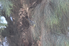 Setophaga fusca