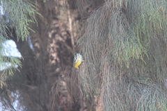 Setophaga fusca