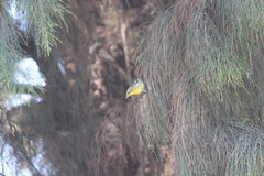 Setophaga fusca