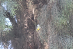 Setophaga fusca