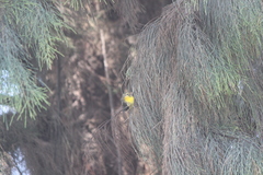 Setophaga fusca