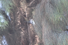 Setophaga fusca