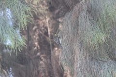 Setophaga fusca