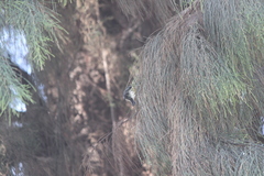 Setophaga fusca