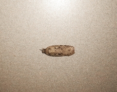 Agonopterix ocellana