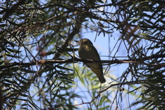 Vireo flavoviridis