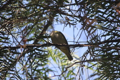 Vireo flavoviridis