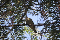 Vireo flavoviridis