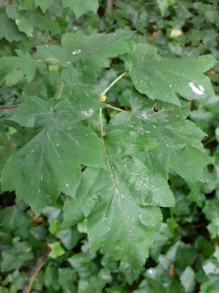 Wild Servicetree from Bromley, England, GB on September 4, 2021 at 11