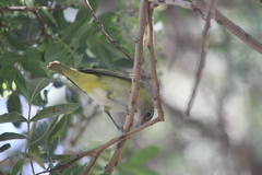 Vireo flavoviridis