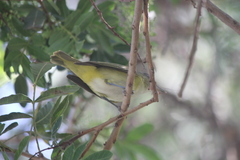 Vireo flavoviridis